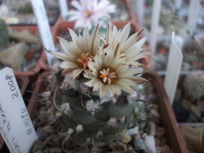Turbinicarpus macrochele ssp. polaskii La Bonita