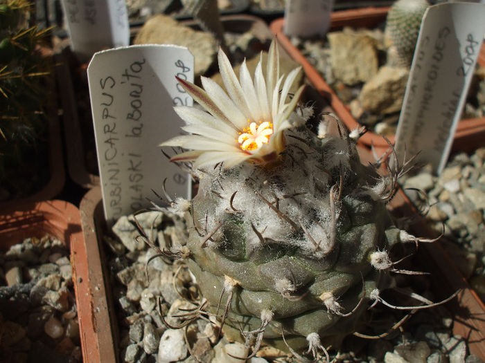 Turbinicarpus macrochele ssp.polaskii La Bonita - Turbinicarpus