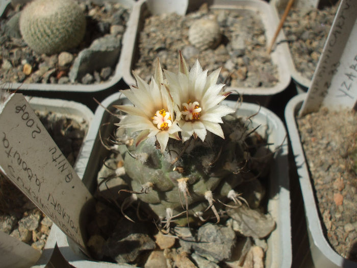 Turbinicarpus polaskii La Bonita , inflorit