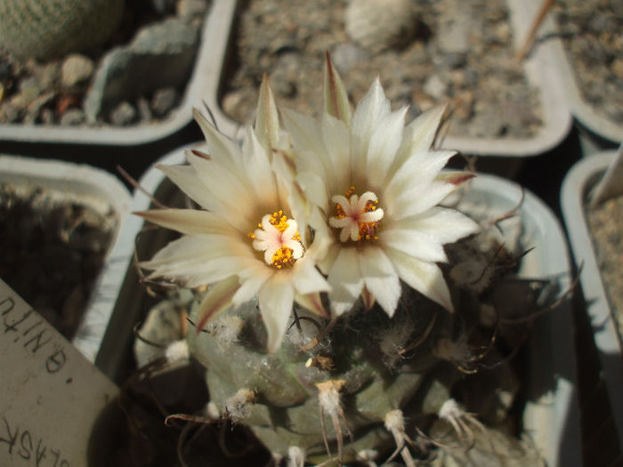 Turbinicarpus polaskii La Bonita , Vedere flori