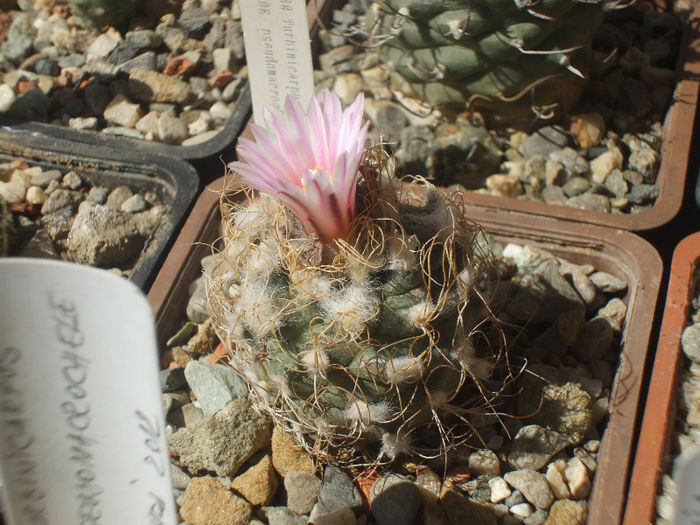 Turbinicarpus pseudomacrochele v. alenae MZ 1334 SE Ixmiquilpan , Hidalgo , Mx