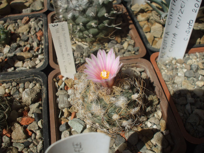 Turbinicarpus pseudomacrochele v. alenae MZ 1334 SE Ixmiquilpan , Hidalgo , Mx.