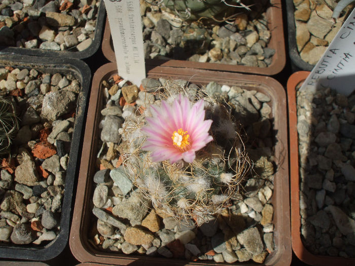 Turbinicarpus pseudomacrochele v. alenae MZ 1334 SE Ixmiquilpan , Hidalgo , Mx., vedere apicala