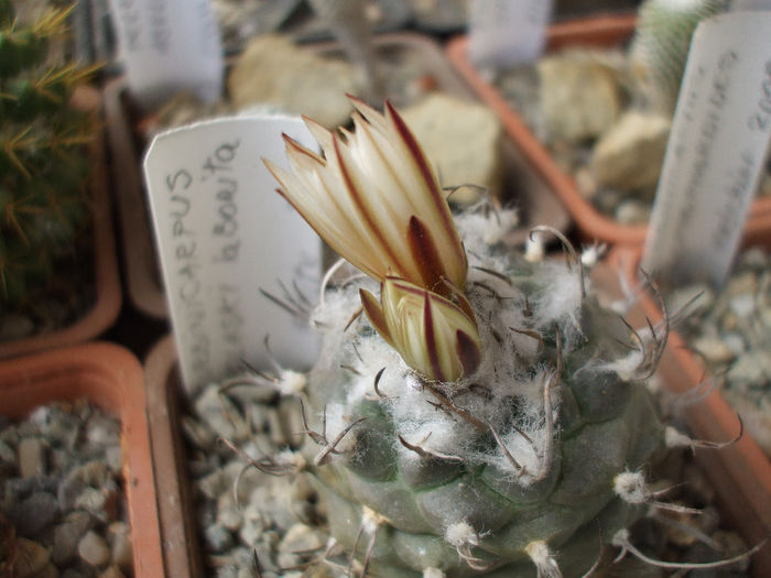 Turbinicarpus ssp.polaskii, La Bonita boboci - Turbinicarpus