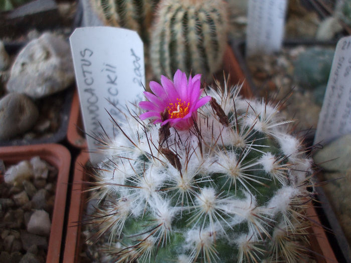 Turbinicarpus viereckii ssp. viereckii