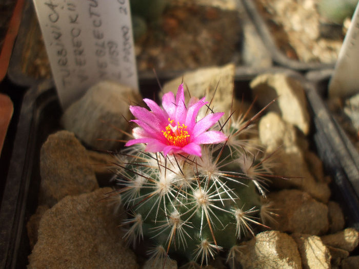 Turbinicarpus virerckii ssp. neglectus L1159