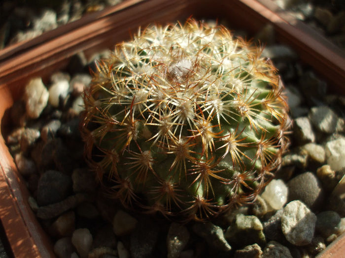 Turbinicarpus ysabelae BZ 33 - Turbinicarpus