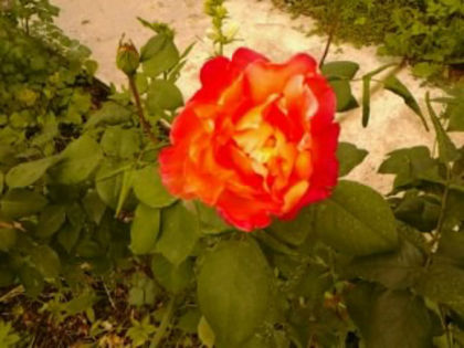 Emeraude d_or