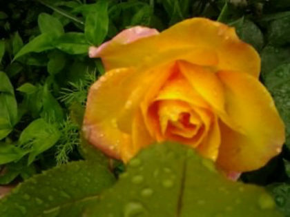 Golden delight