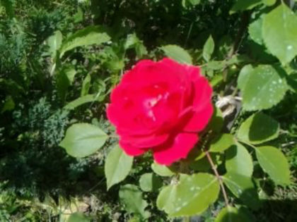 prima floare