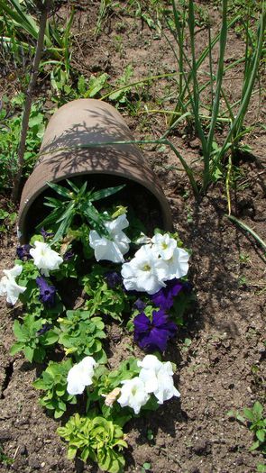 DSC00812; Ultima "figura"... in materie de gradinarit !!!
