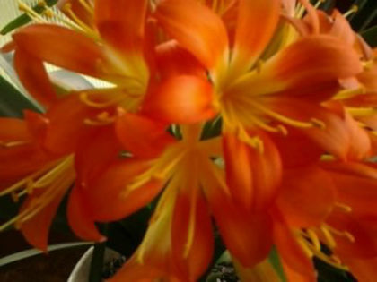  - Clivia 2013