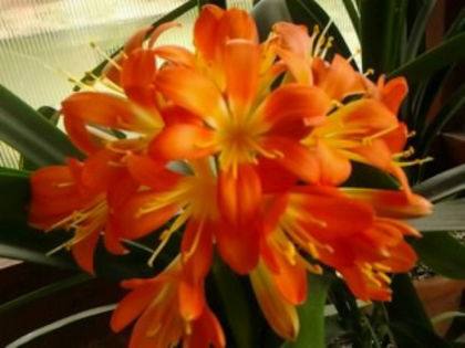  - Clivia 2013