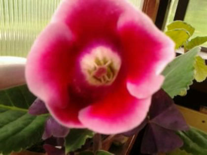  - Gloxinia 2013