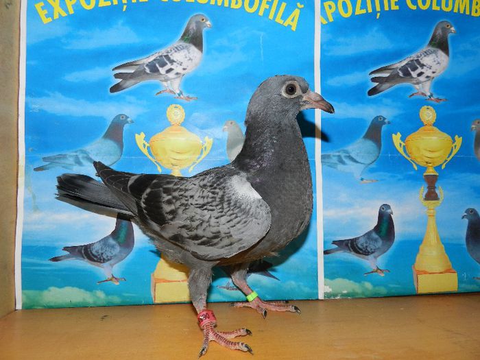 2 - poze pui din matca 2013