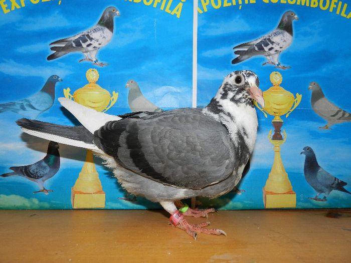 3 - poze pui din matca 2013