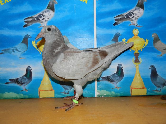 4 - poze pui din matca 2013