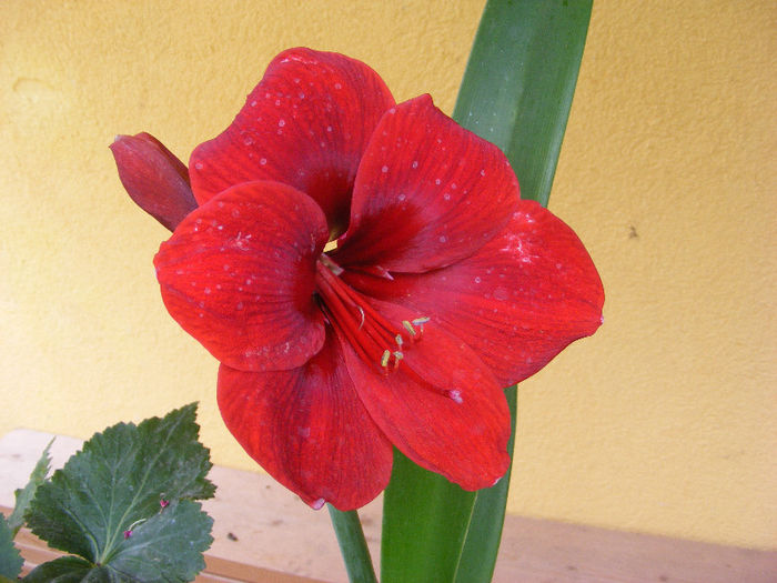 5.Amaryllis6