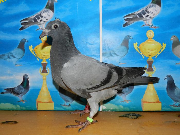 6 - poze pui din matca 2013