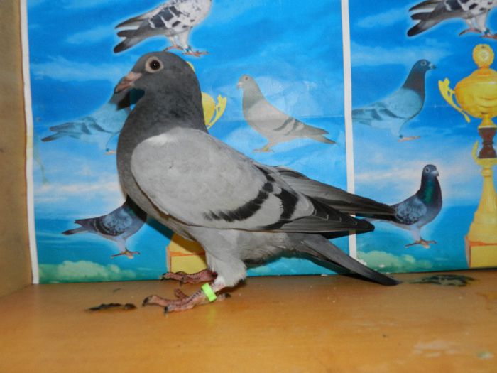 7 - poze pui din matca 2013