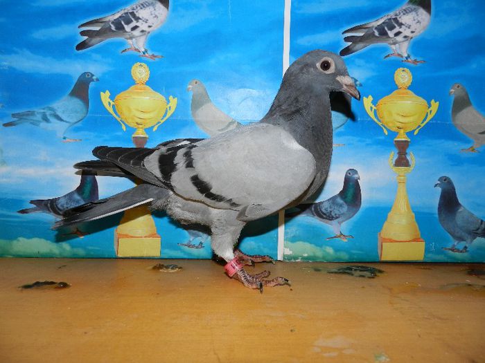 7 - poze pui din matca 2013