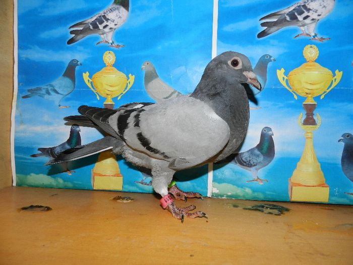 7 - poze pui din matca 2013