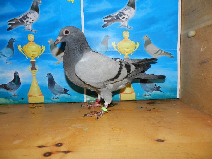 7 - poze pui din matca 2013