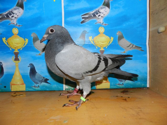 7 - poze pui din matca 2013