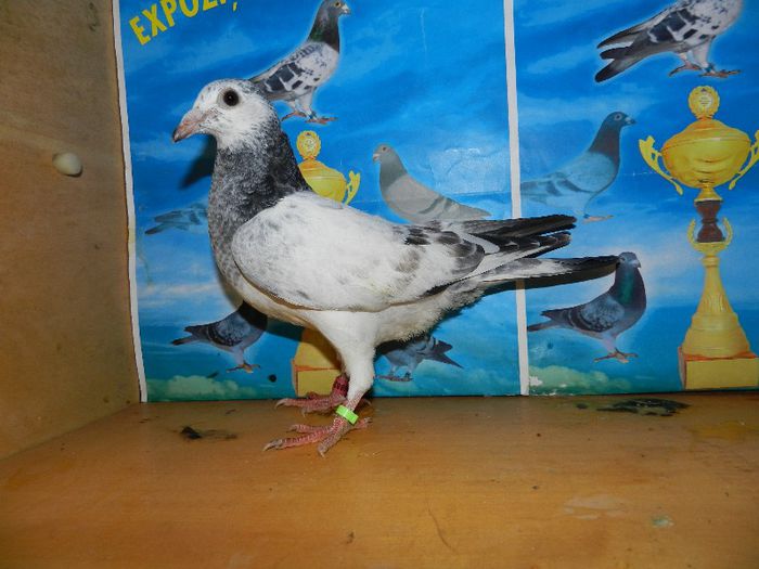 8 - poze pui din matca 2013