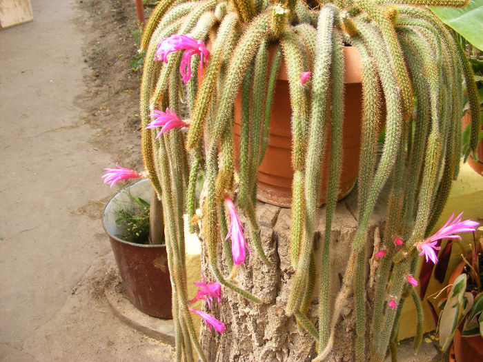 5.Cactus1