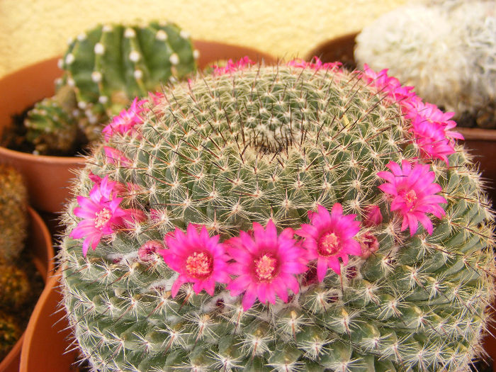 5.Cactus3