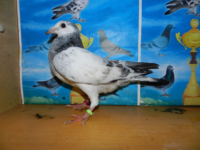 8 - poze pui din matca 2013