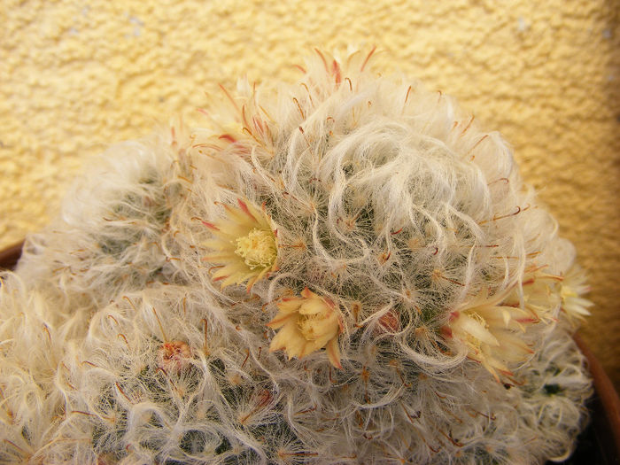 5.Cactus7