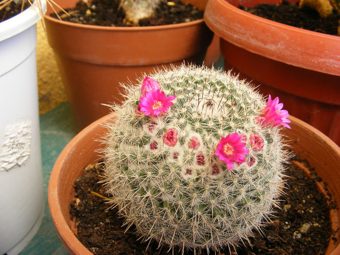5.Cactus10