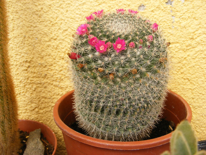 5.Cactus13