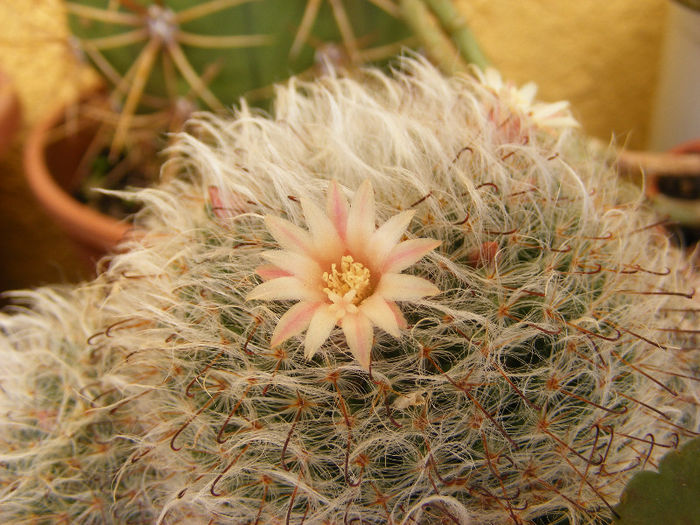 5.Cactus16