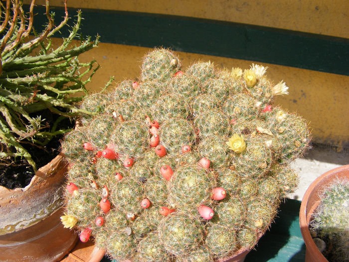 5.Cactus18