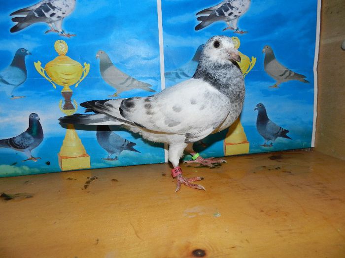 8 - poze pui din matca 2013