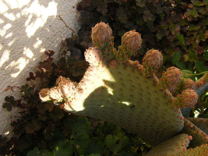 5.Cactus exterior3