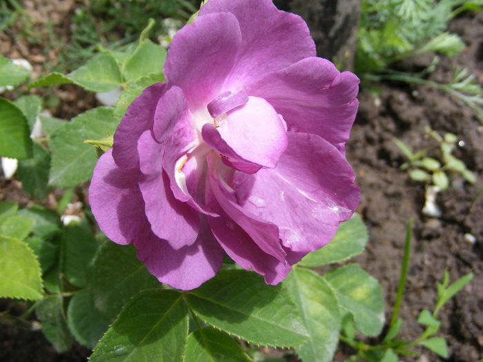 5.Trandafiri33