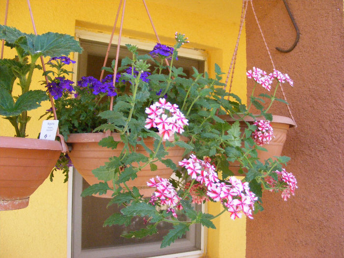 5.Verbena4