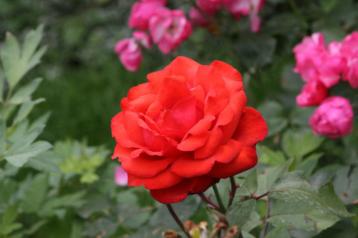 IMG_5043 - Roses 2013