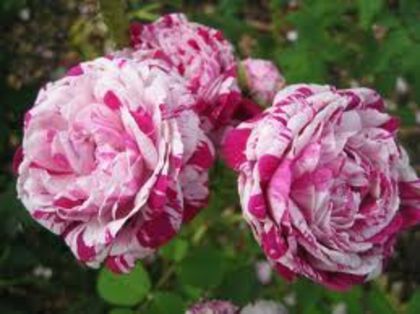 Variegata di Bologna rose- am primit lastari; Zona USDA 3b prin 6a
