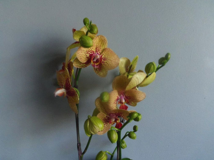 06 iunie 2013 - 2013 Orhidee