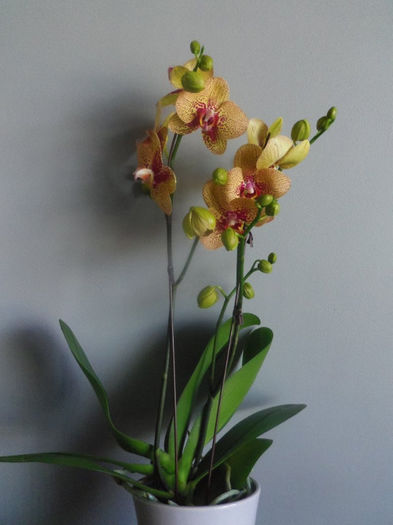 06 iunie 2013 - 2013 Orhidee
