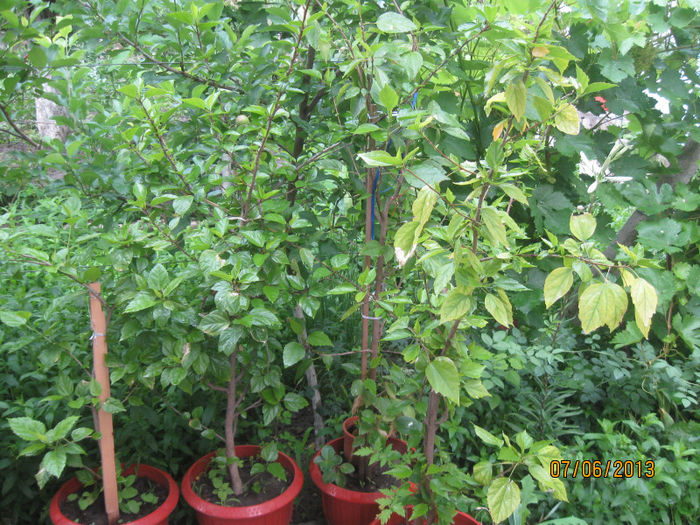 Hibiscusi batrani