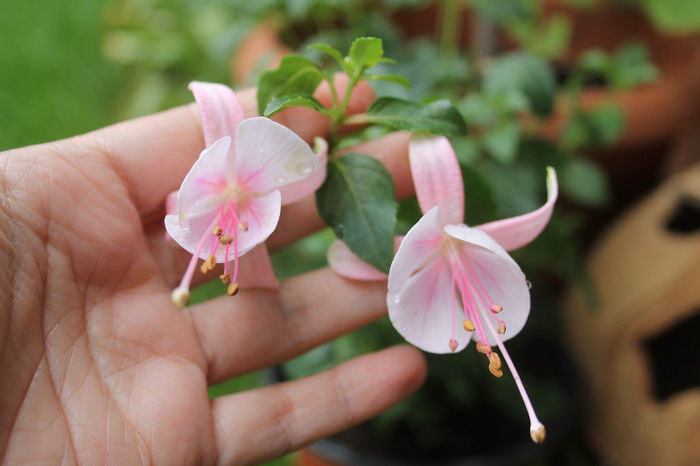 Fuchsia erecta roz baby
