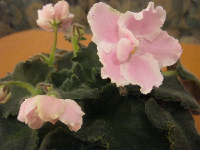 Violete 28 - RS-Maiskije Grozy