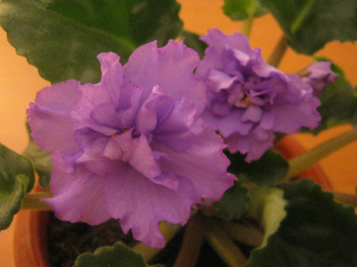 Violete 31 - EK-Bryzgi Sampanskogo; Este albastru simplu, trebuia sa aiba niste picatele.
