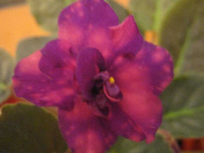 Violete 34 - Bliznecy - violete 2013